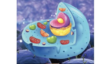 The Youth Restoring Benefits of NAD+